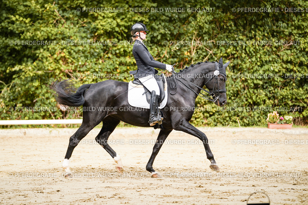 DSC03453 | Pferdegrafie