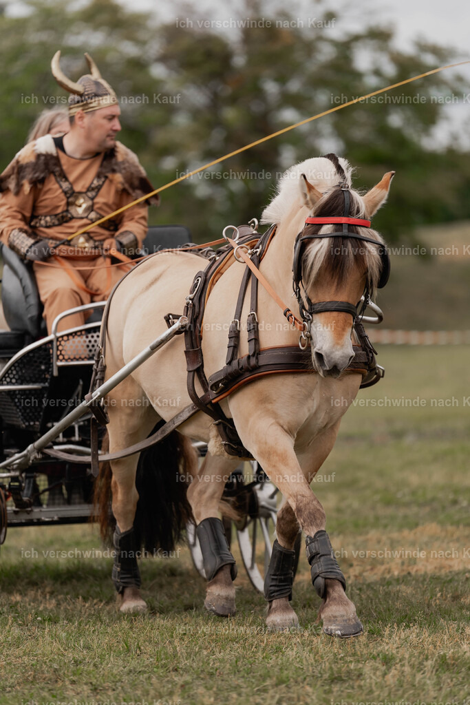 Showprogramm-336 | working equitationturnier fotograf videograf stoibphotography marixx film working equitation deutschland reitsport turnierfotografie eventfotografie equestrian events