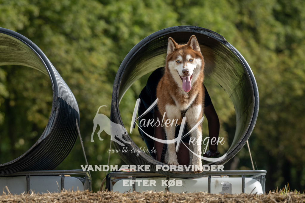 1017_ZZ91722 | kk-dogfotos