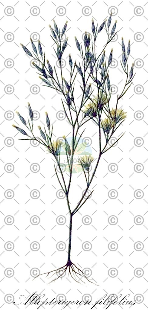 HistAbb_wfo-0000039263_1_ENZY_Simple | Historische Abbildung von Allopterigeron filifolius - Asteraceae | Historical Illustration of Allopterigeron filifolius - Asteraceae