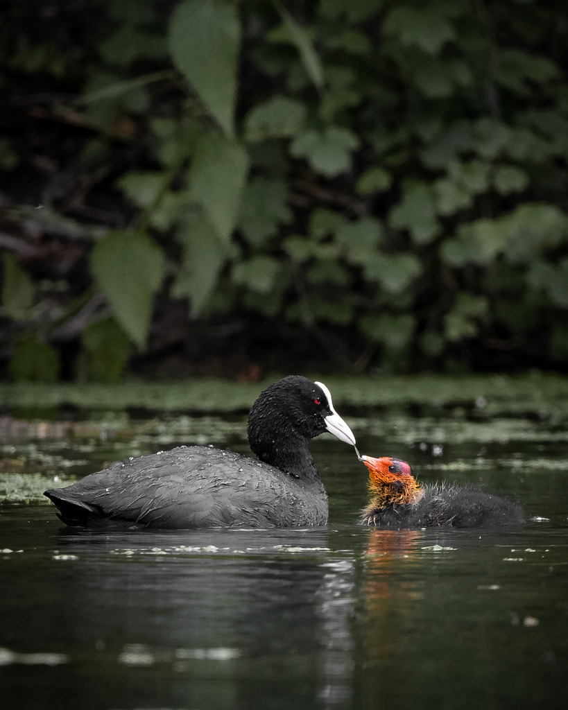Ein Blässhuhn füttert ihr Junges | Blässhühner im Auwald ziehen ihre Jungen auf. 