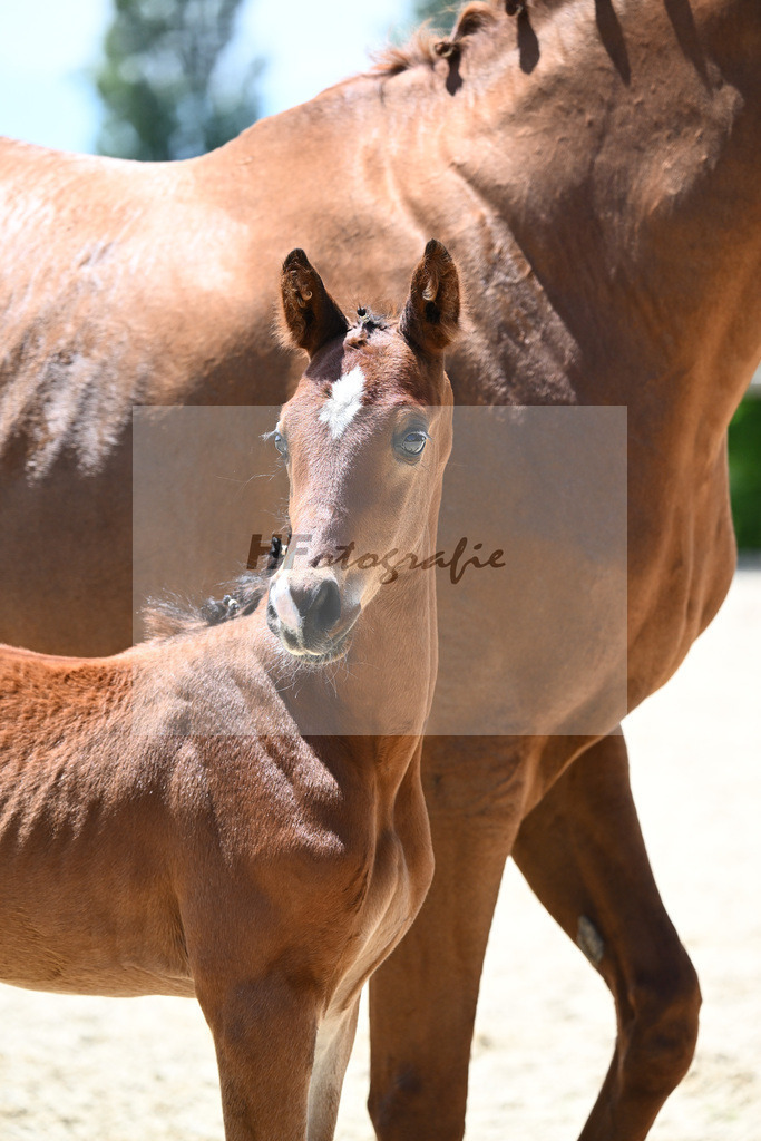 Glamourdale x Fuerst Fernando_HF_Markl_19240590 | hf-fotografie - Realisiert mit Pictrs.com