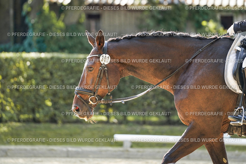 DSC06908 | Pferdegrafie