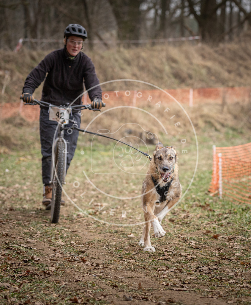 Pfotenfotografie_DV3A6653 | Hundefotografie, Tierfotograf, Pfotenfotografie, Fotoshooting Hund, Hunde Portrait, Hundesport, Hundeportraits, Heideshooting, Hunde, Sportfotograf, Hundefotograf, Turnierhundsport, THS,  - Realisiert mit Pictrs.com