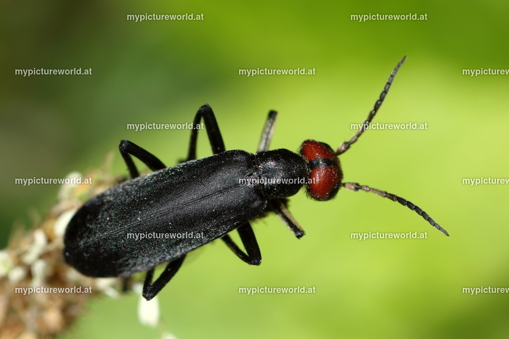 Epicauta rufidorsum-002 | Das Bilderarchiv über Tiere, Planzen und Landschaften. In der Bilddatenbank finden Sie ein große Auswahl an hochwertigen Bilder für Ihre Werbung - Realisiert mit Pictrs.com