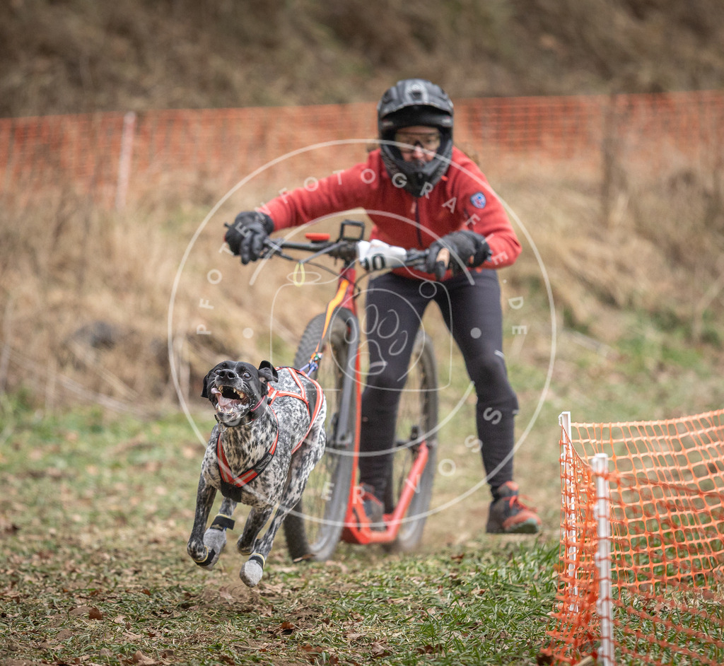 Pfotenfotografie_DV3A6672 | Hundefotografie, Tierfotograf, Pfotenfotografie, Fotoshooting Hund, Hunde Portrait, Hundesport, Hundeportraits, Heideshooting, Hunde, Sportfotograf, Hundefotograf, Turnierhundsport, THS,  - Realisiert mit Pictrs.com