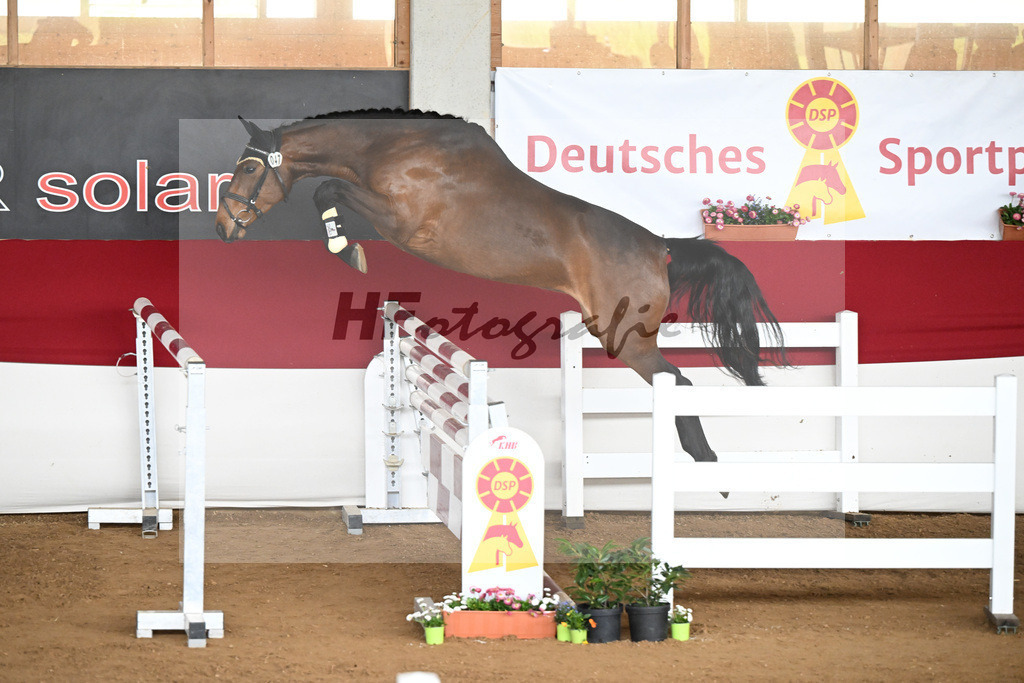 Kat-Nr. 47 Caila Z v. Caruso de Trebox_Irl_9240904 | hf-fotografie - Realizzato con Pictrs.com
