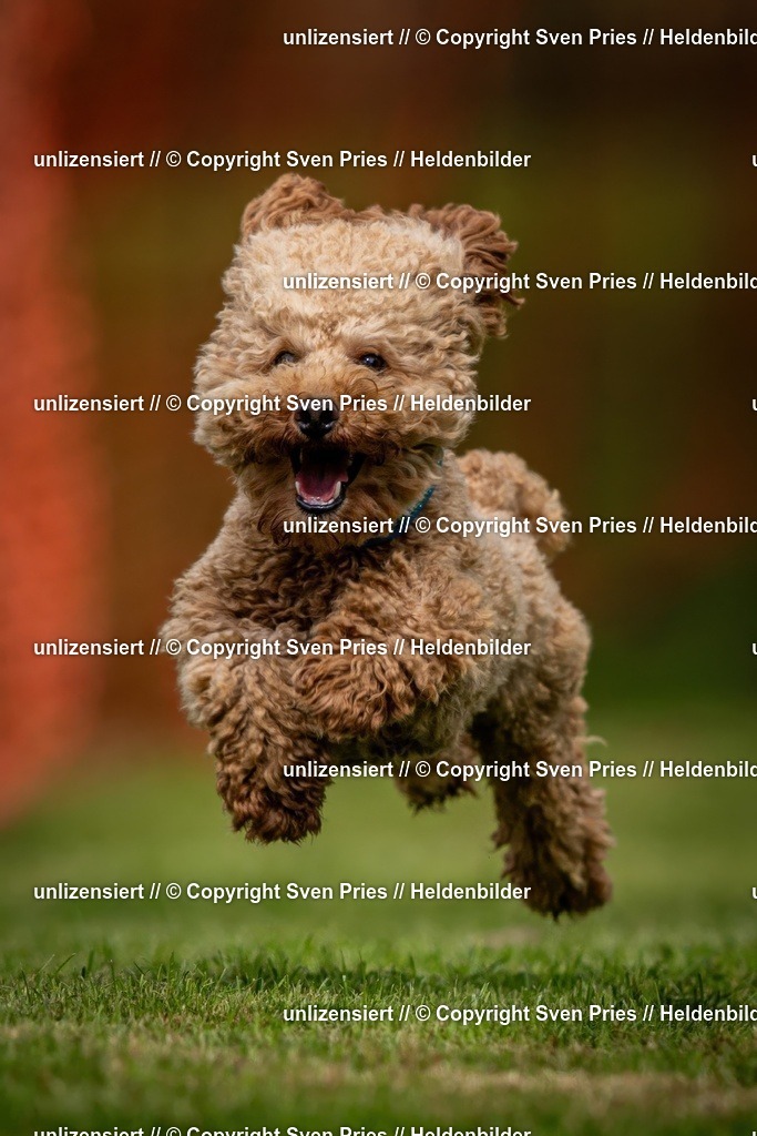 Sven Pries | 2024-09-22 - Hunderennen Baden-BadenPudelverein - Realisiert mit Pictrs.com