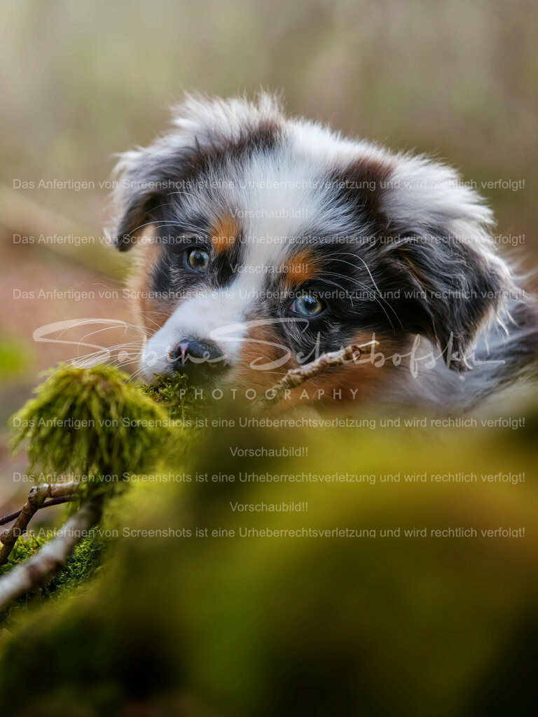 Wandbild Australian Shepherd "May" | People- und Tierfotografie, Imageaufnahmen, Veranstaltungsfotografie und Wandbilder aus der Natur ★ Made in Germany ✔️ Druck + Downloads ✔️ Naturfotografie in Top Qualität ★ schneller Versand, weltweite Lieferung! - Realisiert mit Pictrs.com