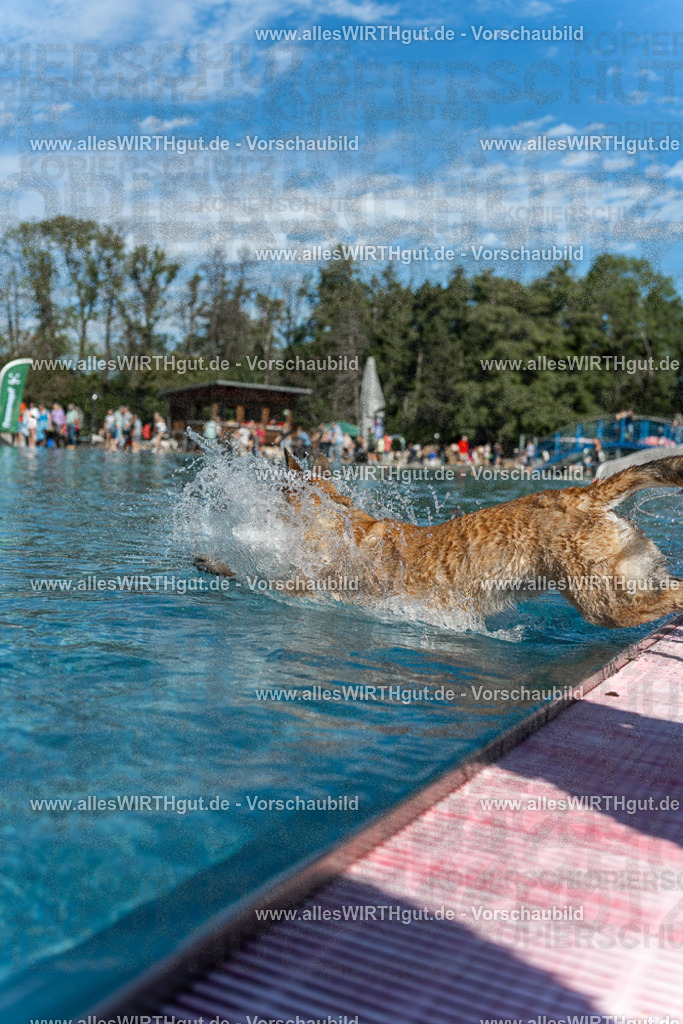 Hundeschwimmen_Volksbad_2026-allesWIRTHgut_Tierfotografie-2609061201-111138-7R500093 | Professionelle Tierfotografie in Mönchengladbach von Daniel Wirth (allesWIRTHgut). Liebevolle & natürliche Bilder von Hunden & Katzen für unvergessliche Erinnerungen.