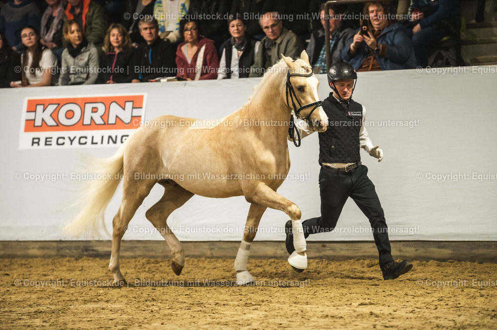 20240302_Hengstvorstellung_Marbach_TOMsPiC_0805 | equistock