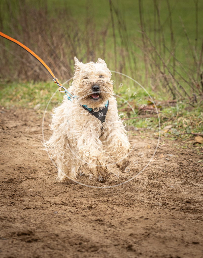 DV3A2389 | Hundefotografie, Tierfotograf, Pfotenfotografie, Fotoshooting Hund, Hunde Portrait, Hundesport, Hundeportraits, Heideshooting, Hunde, Sportfotograf, Hundefotograf, Turnierhundsport, THS,  - Realisiert mit Pictrs.com