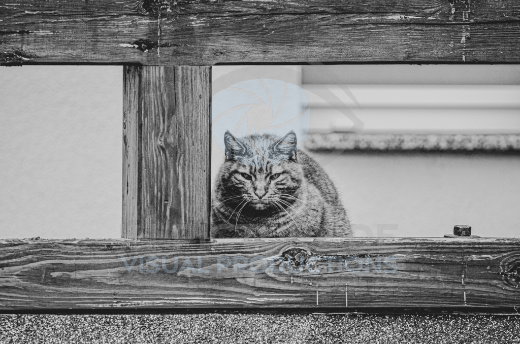 _DSC2290 | in-picture - Realisiert mit Pictrs.com