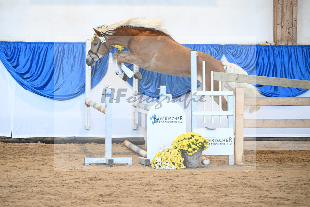 Kat-Nr. 23 Maverick v. Manu_Lechner_48250473 | hf-fotografie - Realisiert mit Pictrs.com