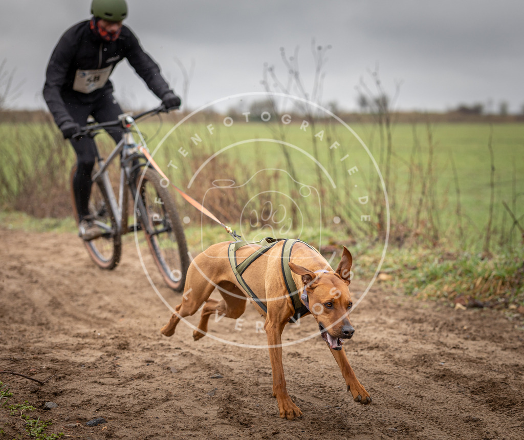 DV3A9132 | Hundefotografie, Tierfotograf, Pfotenfotografie, Fotoshooting Hund, Hunde Portrait, Hundesport, Hundeportraits, Heideshooting, Hunde, Sportfotograf, Hundefotograf, Turnierhundsport, THS,  - Realisiert mit Pictrs.com