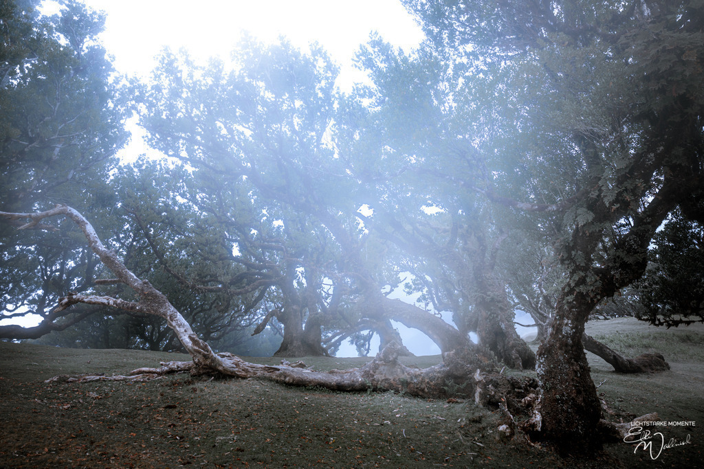 Fanal; Hochebene Paul da Serra; Madeira | Herzlich willkommen auf meiner Seite! Ich bin Elke Wallnisch, Deine Fotografin für lichtstarke Momente. Der Name steht für alles, was mich mit der Fotografie verbindet: Das Licht und seine machtvolle Wirkung auf eine Situation oder unsere Stimmung - Realisiert mit Pictrs.com