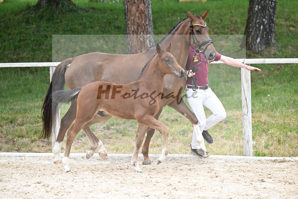 Kat-Nr. 7 HF Der Zauberlehrling x Cosmo Royale_Fuchs_24260345 | hf-fotografie - Realizzato con Pictrs.com