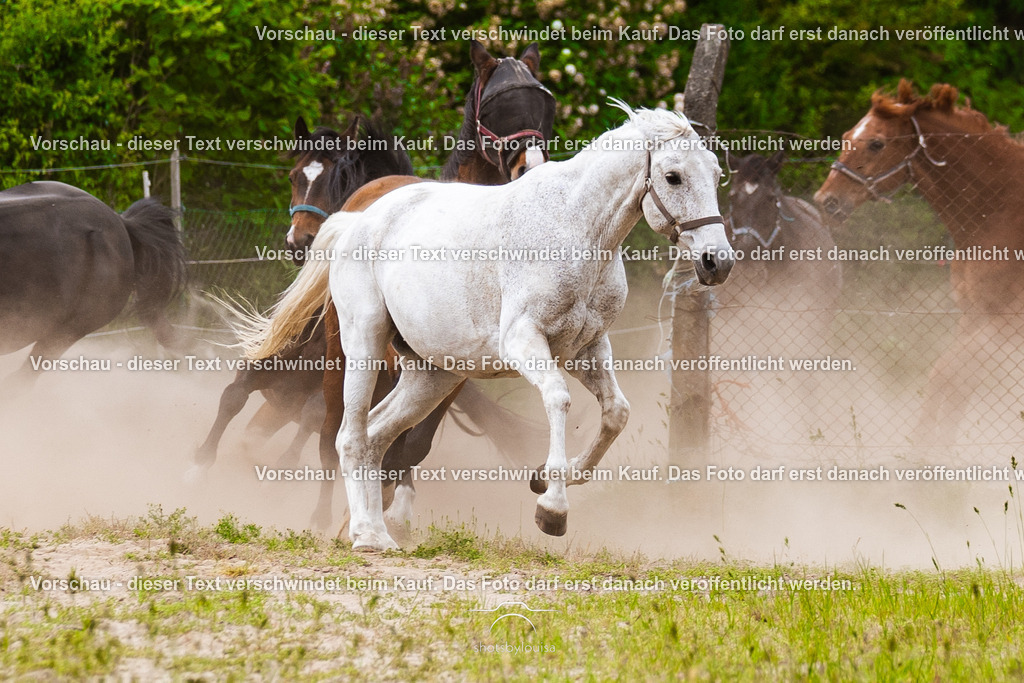20260531_PferdehofLindow-9030 | Sportfotografin aus Berlin-Brandenburg mit Fokus auf Motocross. Ich halte deine sportliche Leistung und echte Emotionen auf und neben der Strecke professionell fest. Entdecke die Fotos von deinem Rennen und bestelle sie direkt hier im Shop.