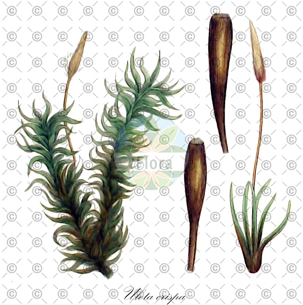 HistAbb_84P2_2_ENZY_Simple | Historische Abbildung von Ulota crispa - Orthotrichaceae | Historical Illustration of Ulota crispa - Orthotrichaceae