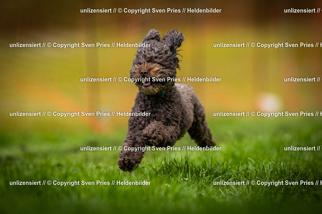 Sven Pries | 2025-04-13 - Hunderennen Baden-Baden - Realisiert mit Pictrs.com