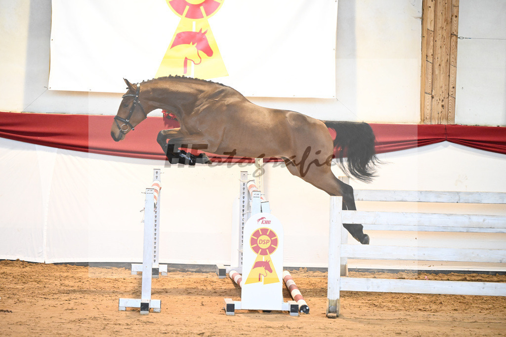Kat-Nr. 34 Herald x Nimmerdor_Stahl_43231336 | hf-fotografie - Realisiert mit Pictrs.com