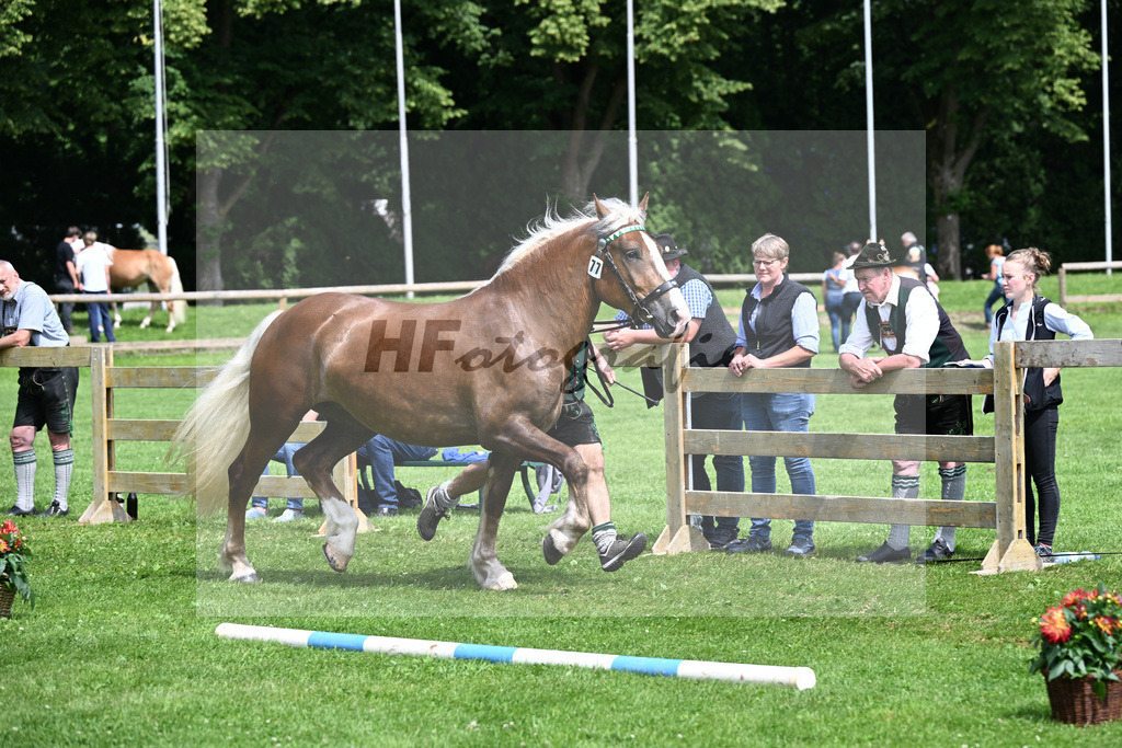 Kat-Nr. 77 Pia v. Valegro_Koepf_22241356 | hf-fotografie - Realizzato con Pictrs.com