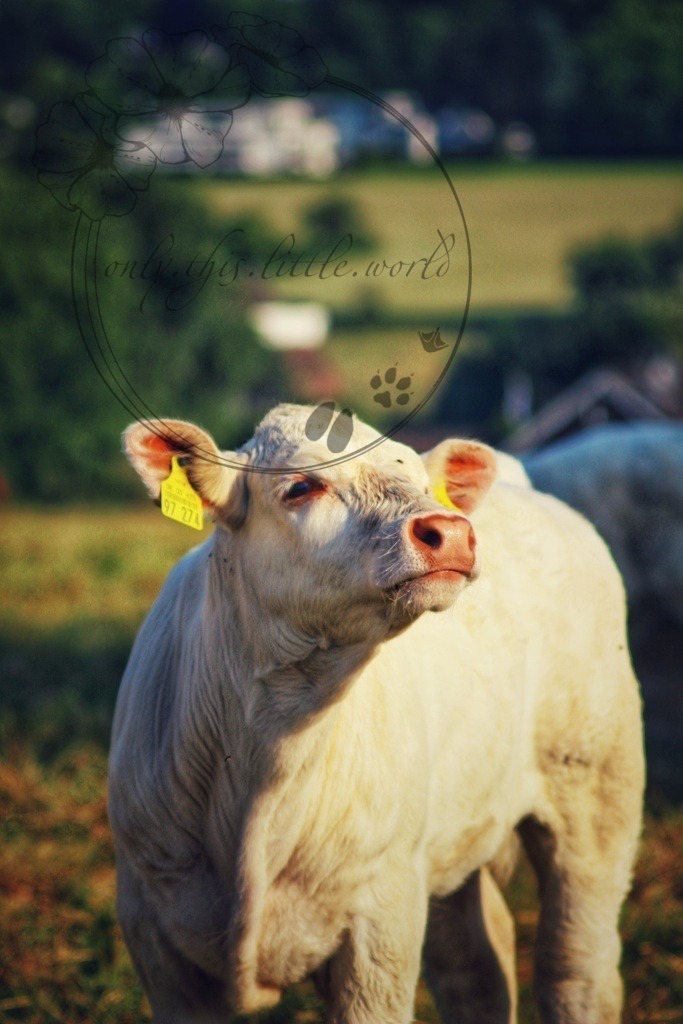 Charolais Kälbchen 009 | only.this.little.world - Realisiert mit Pictrs.com