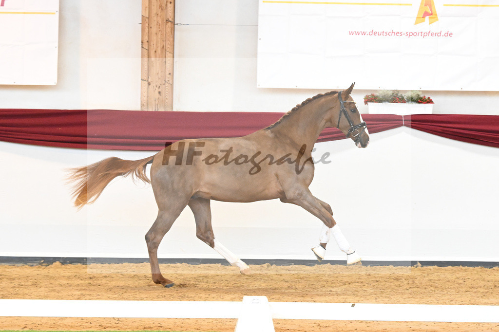 Kat-Nr. 5 v. Benicio_Wille_66221645 | hf-fotografie - Realisiert mit Pictrs.com