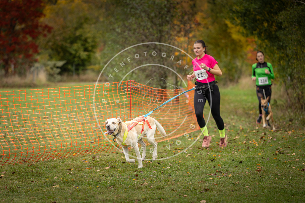 Pfotenfotografie_DV3A4589 | Hundefotografie, Tierfotograf, Pfotenfotografie, Fotoshooting Hund, Hunde Portrait, Hundesport, Hundeportraits, Heideshooting, Hunde, Sportfotograf, Hundefotograf, Turnierhundsport, THS,  - Realisiert mit Pictrs.com