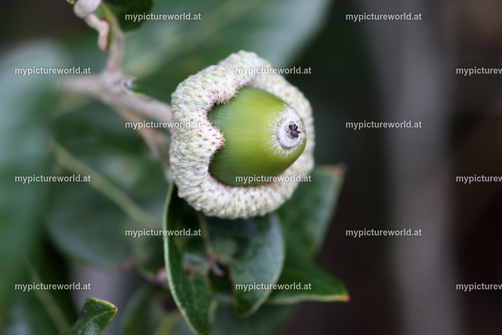 Steineiche-001 | Das Bilderarchiv über Tiere, Planzen und Landschaften. In der Bilddatenbank finden Sie ein große Auswahl an hochwertigen Bilder für Ihre Werbung - Realized with Pictrs.com