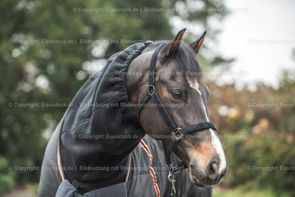 20241114_Great-Escape-Camelot_Raphael-Netz_TOMsPiC_0020 | Foto: Thomas Hartig