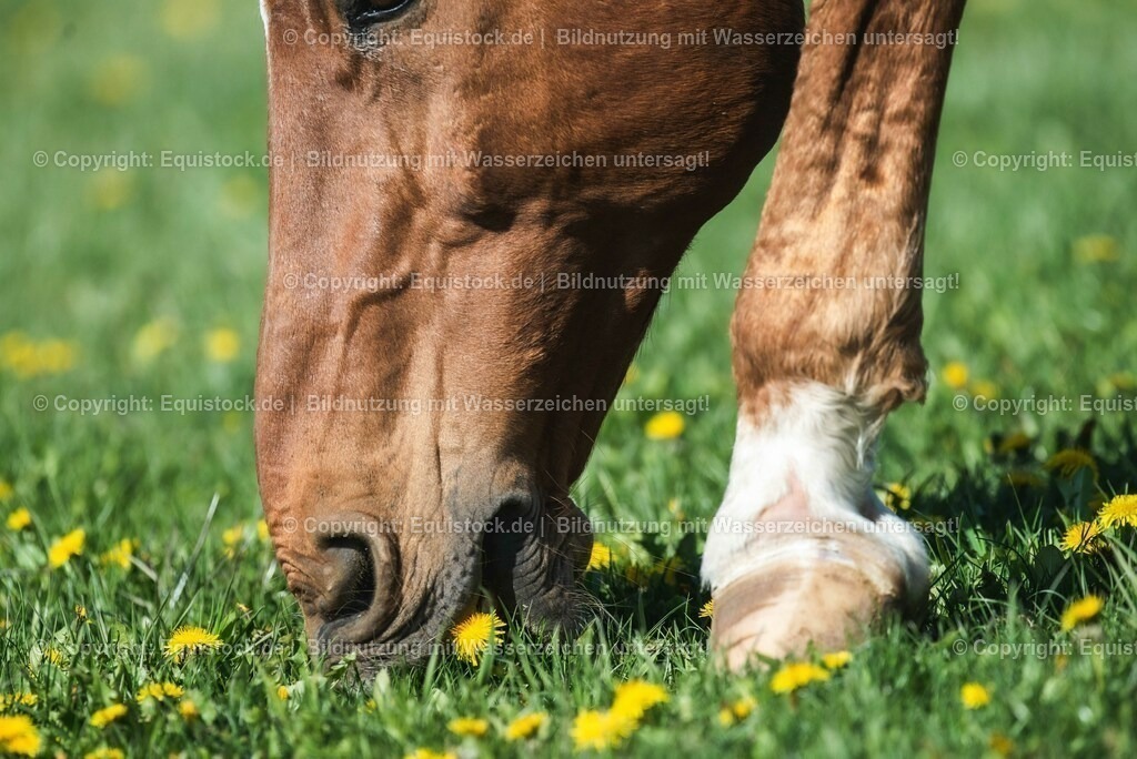 20210426_Pferd-auf-Koppel_0129 | equistock