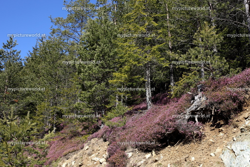 Matzlerberg-008 | Das Bilderarchiv über Tiere, Planzen und Landschaften. In der Bilddatenbank finden Sie ein große Auswahl an hochwertigen Bilder für Ihre Werbung - Realisiert mit Pictrs.com