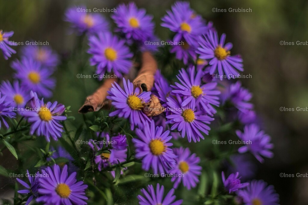 Herbstaster in voller Blüte | Lila Lubbenbomm - Artwork by Ines Grubisch - Realisiert mit Pictrs.com