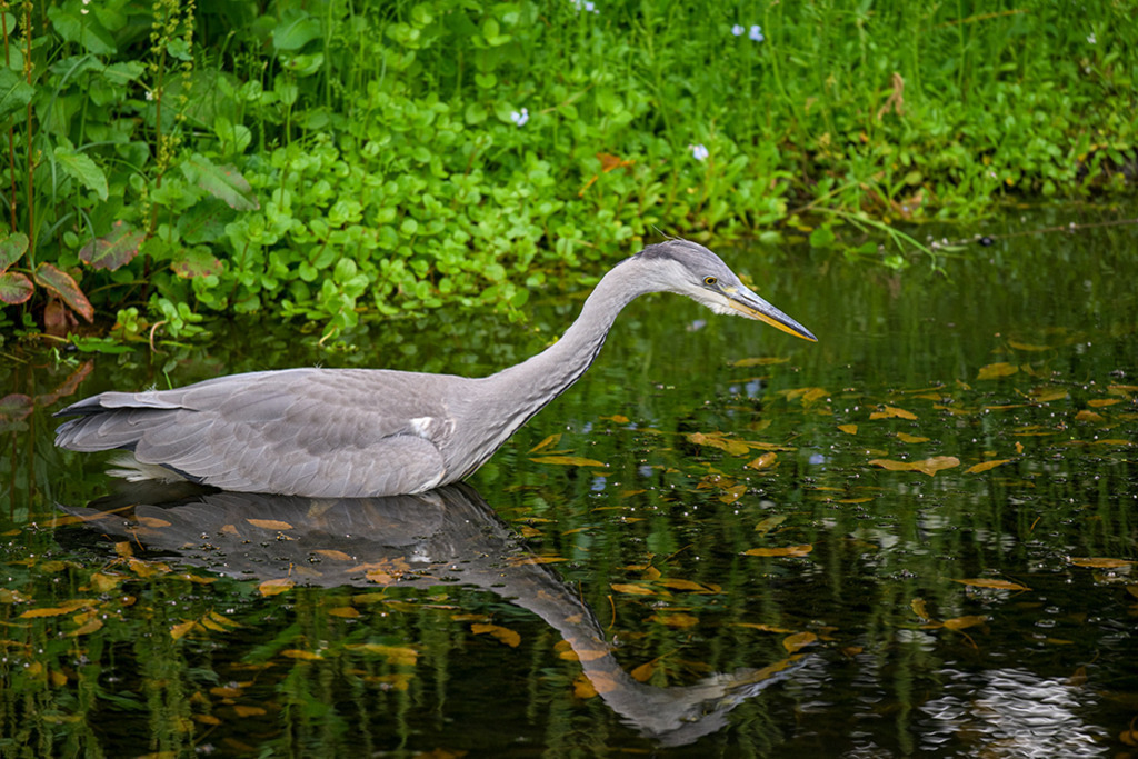 Graureiher auf Jagd | Völlig ruhig steht dieser Graureiher auf der Jagd nach Fischen, in einem von grünen Pflanzen gesäumten Teich. Beim größeren Bild ist zu erkennen, dass die Augen des Graureihers leicht nach vorne geneigt sind. — Auflösung des Originals: 8256 x 5504 px. - Realisiert mit Pictrs.com