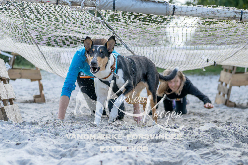 1239_ZZ92308 | kk-dogfotos