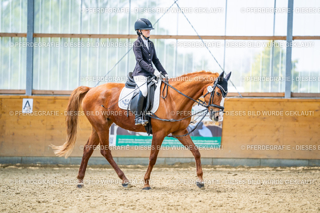 DSC04252 | Pferdegrafie