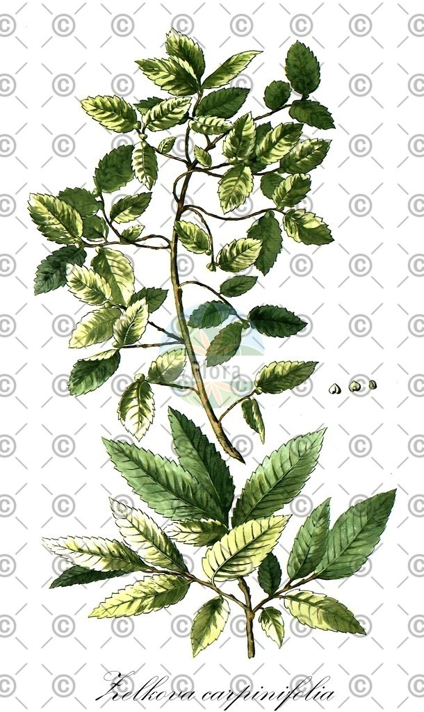 HistAbb_wfo-0001047643_1_ENZY_Simple | Historische Abbildung von Zelkova carpinifolia - Ulmaceae | Historical Illustration of Zelkova carpinifolia - Ulmaceae