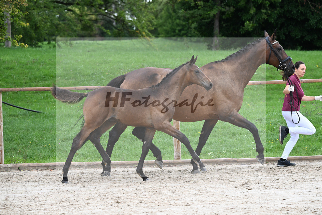 Kat-Nr. 10 HF Bonds_ZG Hoehnl u Prummer_25230152 | hf-fotografie - Realisiert mit Pictrs.com