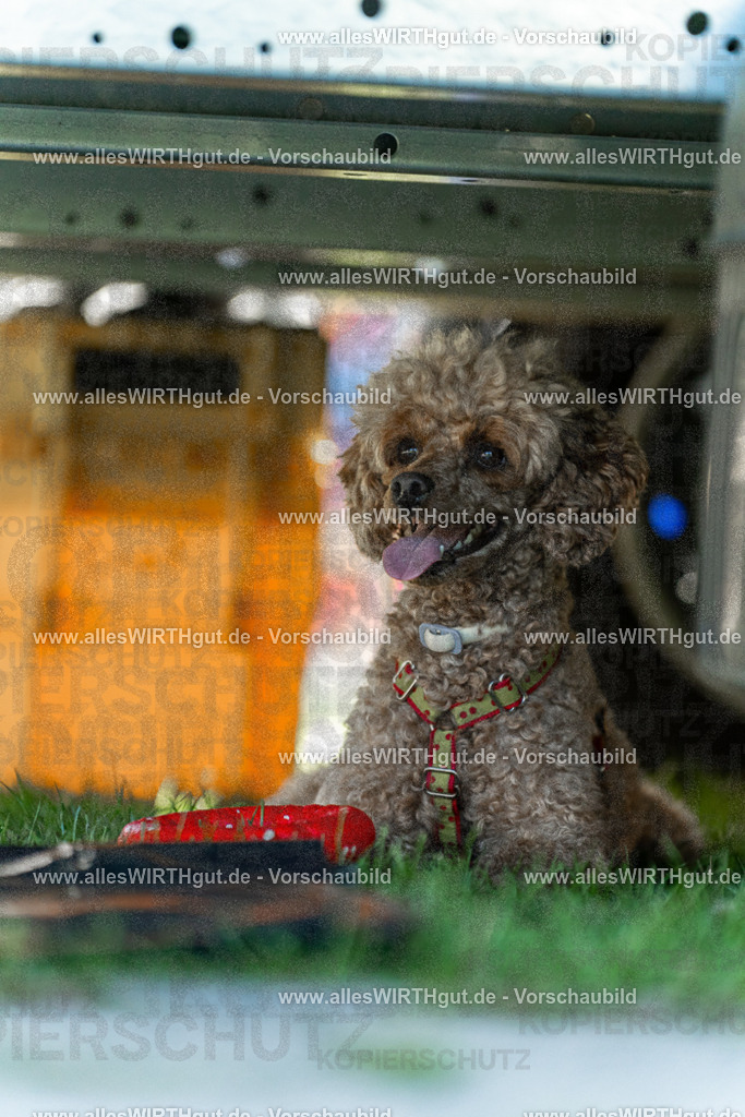 Hundeschwimmen_Volksbad_2026-allesWIRTHgut_Tierfotografie-2609061111-102114-7R509493 | Professionelle Tierfotografie in Mönchengladbach von Daniel Wirth (allesWIRTHgut). Liebevolle & natürliche Bilder von Hunden & Katzen für unvergessliche Erinnerungen.
