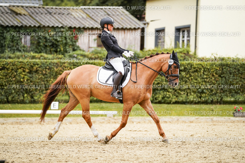 DSC08101 | Pferdegrafie