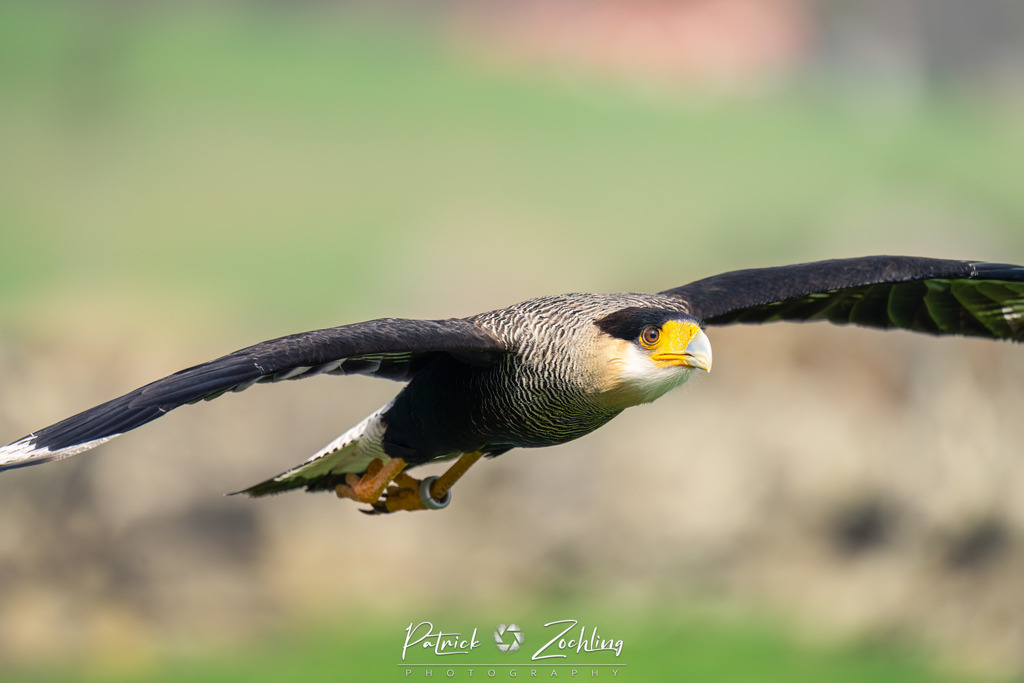Greifvogl-Zöchling (22 von 23) | Mein Name ist Patrick Zöchling. Auf dieser Website siehst Du meine Projekte als Fotograf und kannst Dir Deine Fotos in Galerien ansehen und herunterladen. Über einen Webshop kannst Du Bilder ausarbeiten, auf T-Shirt drucken usw. - Realisiert mit Pictrs.com
