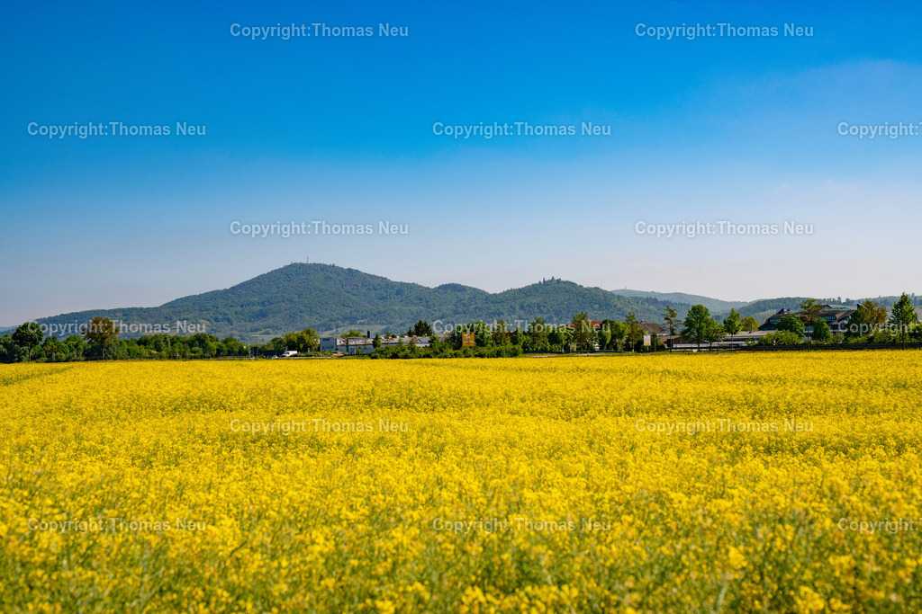 Rapsbluete-bergstrasse-odenwald-fruehling-hessen-Fotografie-Thomas-Neu-22 | Ein leuchtend gelbes Rapsfeld prägt im Frühjahr die Landschaft an der Bergstraße. Im Hintergrund erheben sich die bewaldeten Hügel des Odenwaldes mit dem markanten Melibokus und dem Schloss Auerbach ,Bild: Thomas Neu