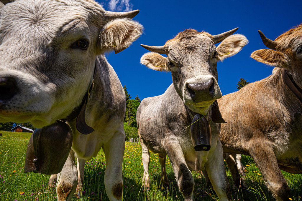 Kühe im Allgäu | <meta name="keywords" content="Bergbilder, Hochzeitsfotografie, Actionshootings, Fotografiearbeiten, Berglandschaften, Naturfotografie">

 - Realisiert mit Pictrs.com