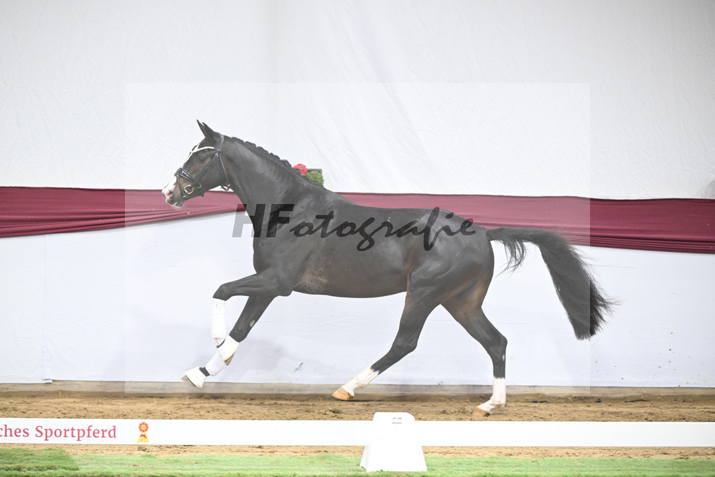 Kat-Nr. 33 Negro x Quaterback_Stefan Holtwiesche_47251136 | hf-fotografie - Realisiert mit Pictrs.com