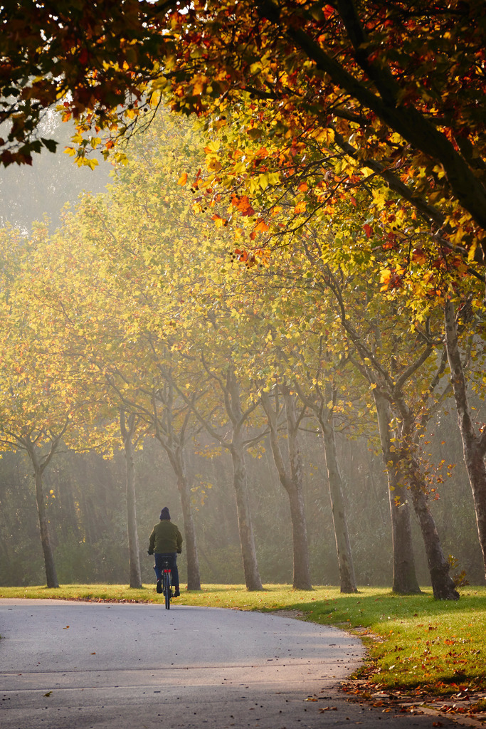 Baumallee im Herbst | Wien, Austria - October 29, 2014: Radfahrer auf Radweg im Herbst. - Realisiert mit Pictrs.com