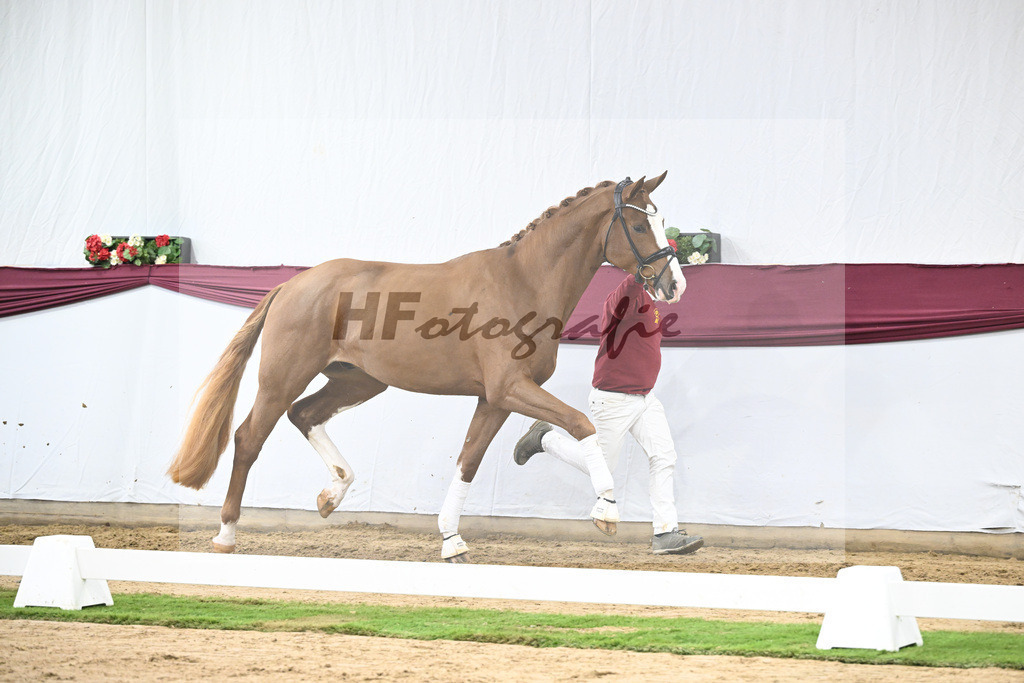 Kat-Nr. 118 Damaschino I x Mochito_Josef Zunterer_47253832 | hf-fotografie - Realisiert mit Pictrs.com