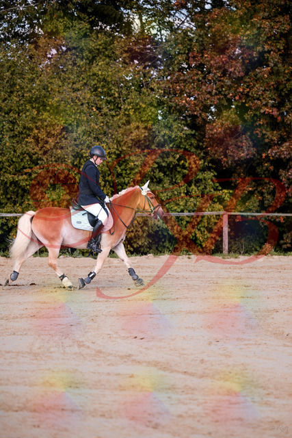 2026_10_03_Siefer-Hof_145426_Z81_34595536 | Professionelle Reitsport-, Turnier- und Eventfotografie von Robert Broda. Galerien mit ausgewählten und bearbeiteten Bildern direkt online ansehen und bestellen.