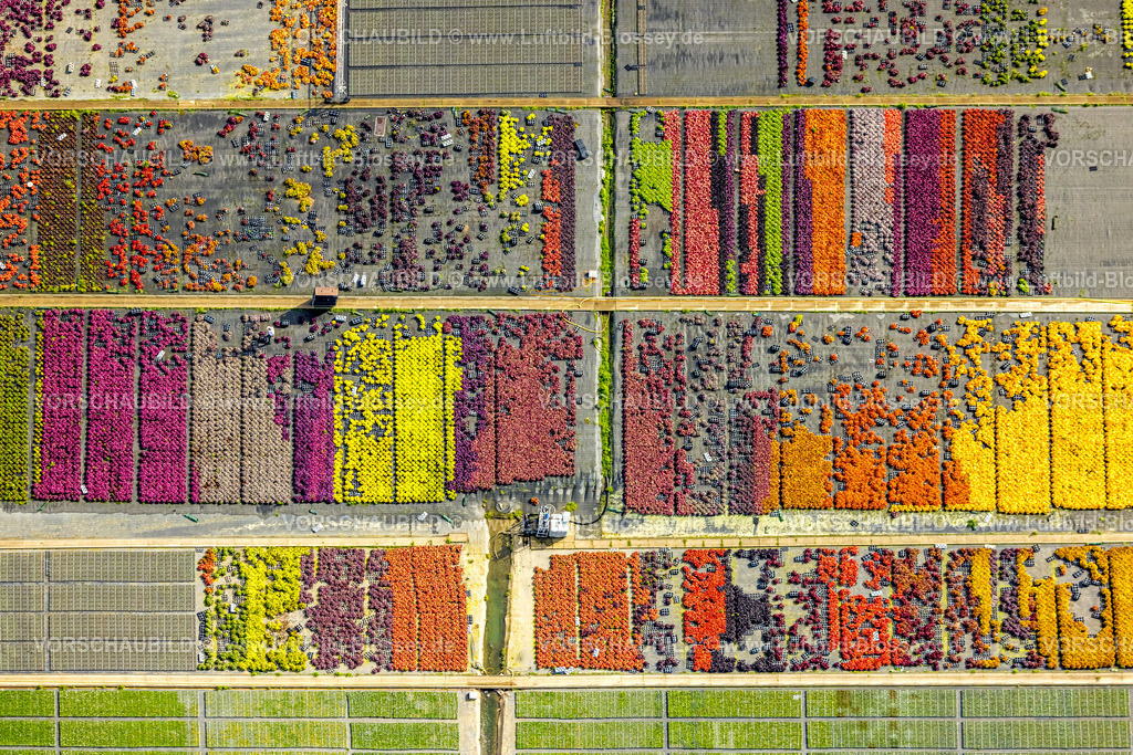 Duesseldorf250903138 | Luftbild, farbig bunte Blumen im Gartenbaubetrieb In der Hött, Formen und Farben, Flehe, Düsseldorf, Ruhrgebiet, Nordrhein-Westfalen, Deutschland