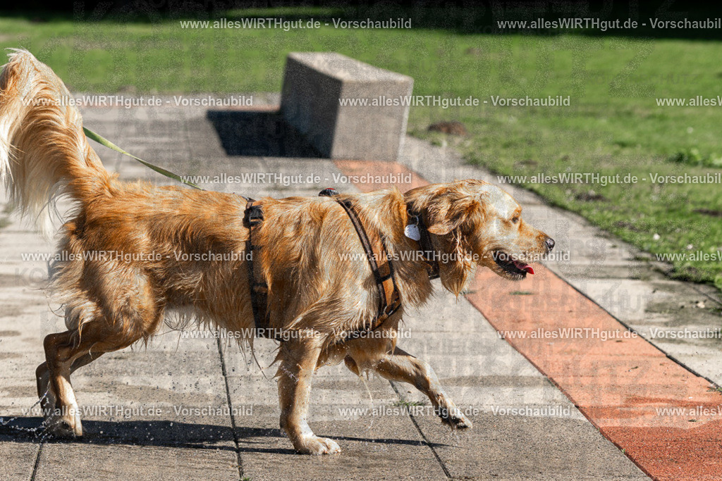 Hundeschwimmen_Volksbad_2026-allesWIRTHgut_Tierfotografie-2609061056-FAY06033 | Professionelle Tierfotografie in Mönchengladbach von Daniel Wirth (allesWIRTHgut). Liebevolle & natürliche Bilder von Hunden & Katzen für unvergessliche Erinnerungen.